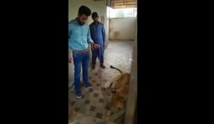 Un homme tente de caresser un lion à ses risques et périls
