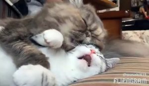 CUTE : Deux chats endormis se font des calins