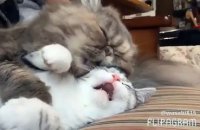 CUTE : Deux chats endormis se font des calins