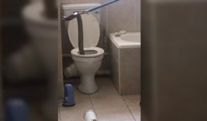 Un cobra retrouvé dans des toilettes