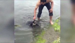 Sauvetage d'un Koala en train de se noyer dans une rivière