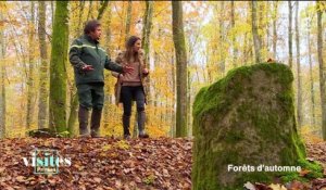 La forêt de Tronçay - Visites privées