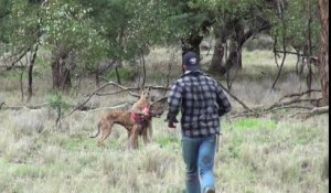 Homme Vs Kangourou : Il est prêt à tout pour sauver son chien