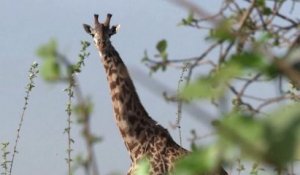 La girafe menacée d'extinction ?