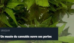 Un musée du cannabis ouvre ses portes en Uruguay
