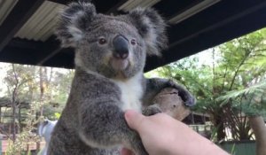 Dire « Bonjour » à des animaux australiens