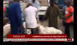 Focus Eco / La commercialisation de moutons en CI