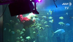 Aquarium de Paris: le Père Noël plonge parmi les poissons