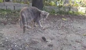 Un chat se fait voler son repas d'une façon surprenante !