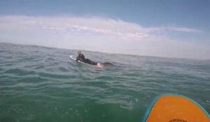 Un phoque squatte la planche d'un surfeur... Pas timide l'animal!