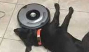Un chien bien trop fatigué pour bouger pendant que le robot aspirateur fait son boulot !