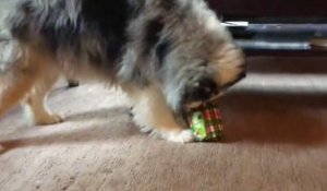 Un chien ouvre son cadeau de Noël !