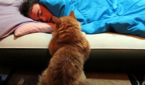 Ce chat tente de réveiller son humain qui dort... Sa réaction est hilarante !