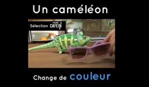Un caméléon change de couleur