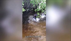 Ce chien est bien décidé à ne rien lâcher... Trop marrant