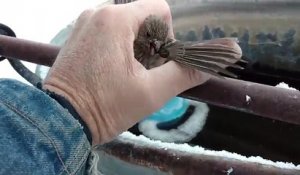 Un homme sauve un petit oiseau emprisonné par la glace