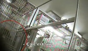 Une caméra cachée choc révèle les expériences menées sur des singes dans un laboratoire parisien