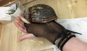 L'escargot le plus gros du monde est aussi grand que son poignet