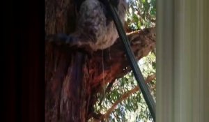 Ce Koala boit direct au tuyau d'arrosage en Australie