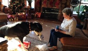 Ce chien est vraiment fan de son cadeau de Noël !
