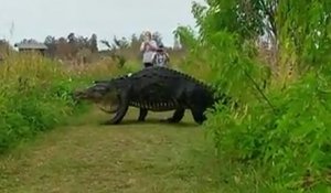 Un alligator géant sort de derrière les arbustes