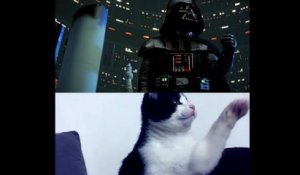Des chats refont la scène culte de Star Wars "Je suis ton père"
