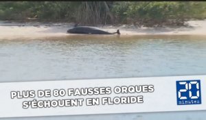 Plus de 80 fausses orques s'échouent sur les côtes de Floride