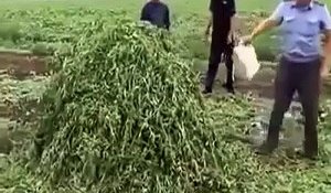 Un policier russe se fait une belle frayeur en allumant un tas de marijuana