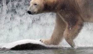 Grand froid au zoo: les ours ravis, les frileux à l'abri