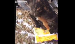 Ce chien aide un chat qui a la tête coincé dans un sac plastique