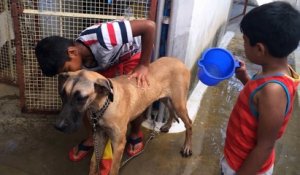 Un chien se fait laver par des enfants