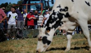 Le secteur laitier européen n'a pas digéré la fin des quotas