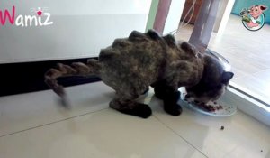 Cet homme transforme son chat en dinosaure et enflamme la toile !