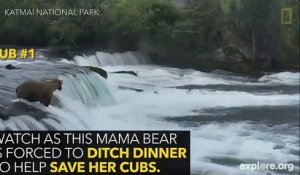 Trois oursons étaient piégés dans les rapides, la maman ours va les sauver