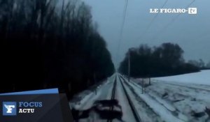 Hongrie : un troupeau de rennes traverse une voie de chemin de fer... devant un train !