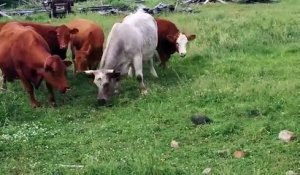 Ces vaches découvrent une tortue et leur réaction est la plus drôle qui soit !