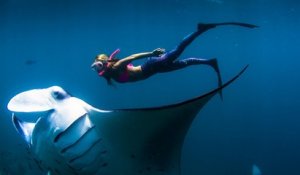 Alison Teal nage en compagnie d'une Raie manta géante