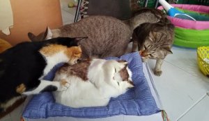 Un groupe de chats tente de faire ami-ami avec un cousin chat