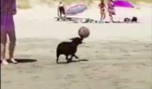 Un chien arrive à faire tenir un ballon sur son nez !