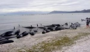 400 baleines s'échouent en Nouvelle-Zélande
