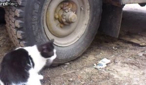 Ce chat se croit plus malin que la souris, mais elle se montre encore plus espiègle