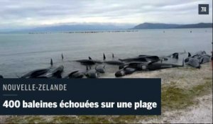400 baleines s'échouent sur une plage en Nouvelle-Zélande