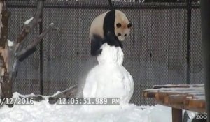 Quand un panda fait sa fête à un bonhomme de neige