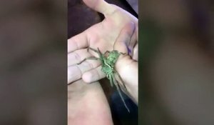 Il trouve une araignée trop bizar dans un conteneur venu du Japon