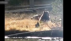 Un ours vole la nourriture d'une meute de loups
