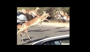 Des impalas tentent de sauver leurs peaux !