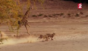 Cette girafe est intensément attachée à la vie. Elle a marqué des millions de téléspectateurs !