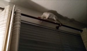 Ce chat est bien en galère perché là-haut