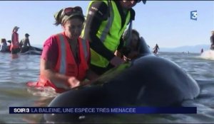 La baleine bleue est en voie de disparition