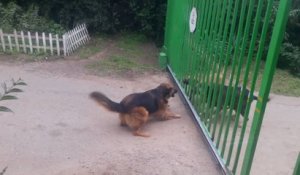 Des chiens se disputent à travers un portail